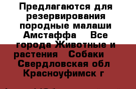 Предлагаются для резервирования породные малаши Амстаффа  - Все города Животные и растения » Собаки   . Свердловская обл.,Красноуфимск г.